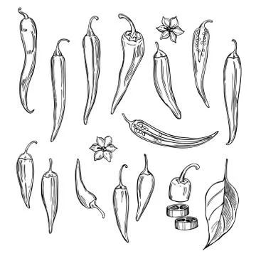 Chili peppers on white background.  Vector sketch illustration Illustrazione stock