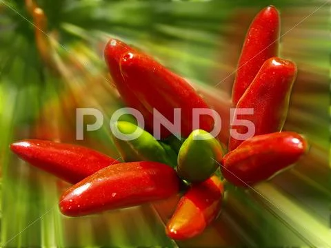 Chili Stock Photos