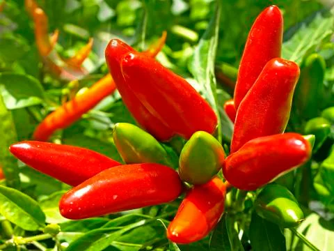 Chili Stock Photos