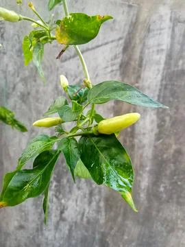 Chili Stock Photos