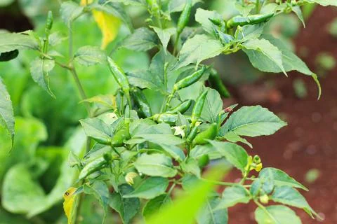 Chili Stock Photos