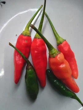 Chili Stock Photos