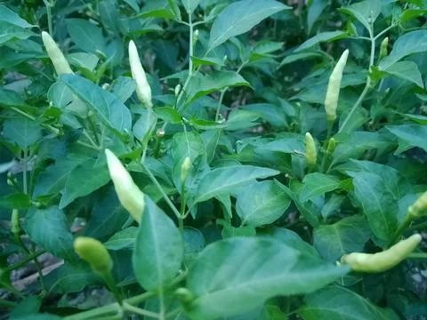 Chili Stock Photos