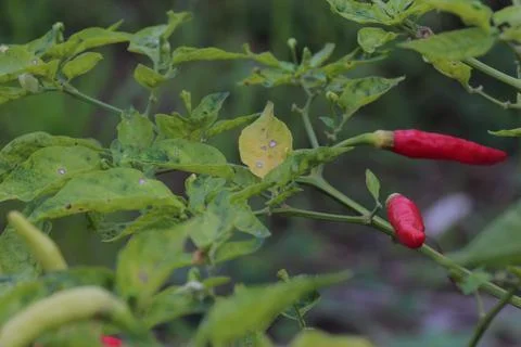 Chili Stock Photos