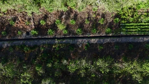 Chili plant area from drone Stock Footage 327101960