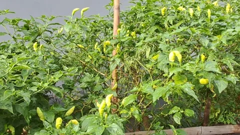 Chili Plant with Developing Green Peppers Stock Footage 331422112