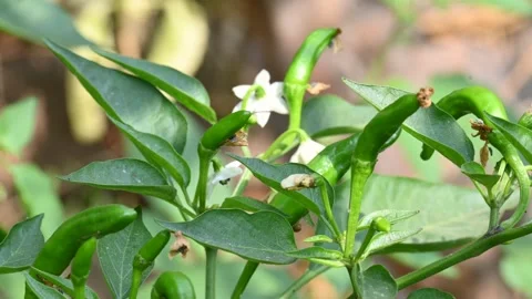 Chili plant flower. Stock Footage 320888917