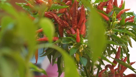 Chili plant Video stock 88239925