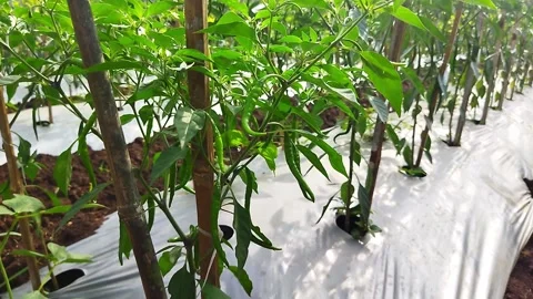 Chili plant Stock Footage 166635447