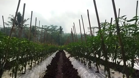 Chili plant Stock Footage 166635577