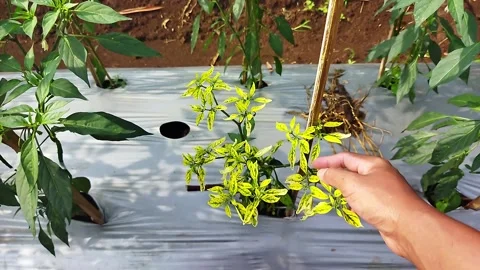 Chili plant Stock Footage 166635932