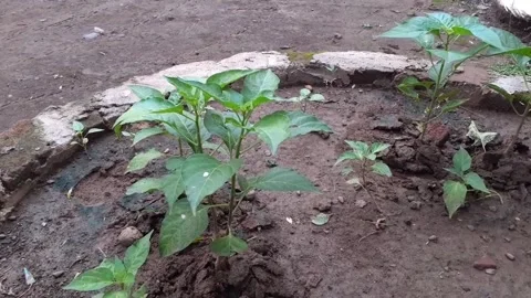 Chili plant Stock Footage 171529481