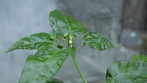 Chili Plant Stock Footage 194185657