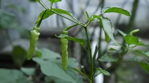 Chili Plant Stock Footage 194185677