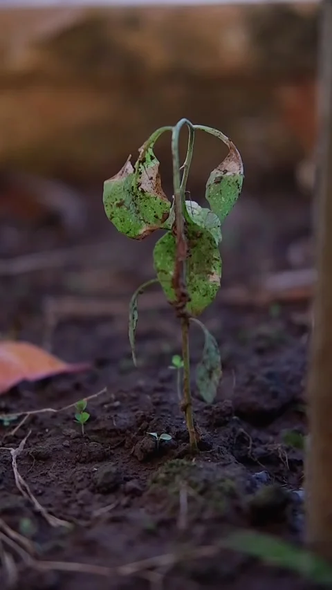 Chili plant Stock Footage 211255512