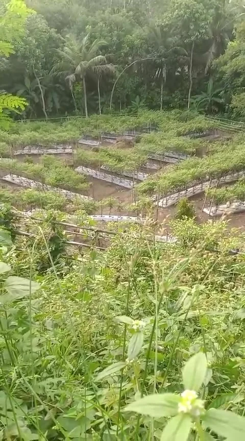 Chili plantation Stock Footage 307608482