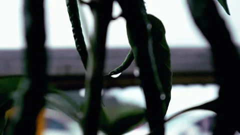 Chili plants and rain Stock-Footage 331421771