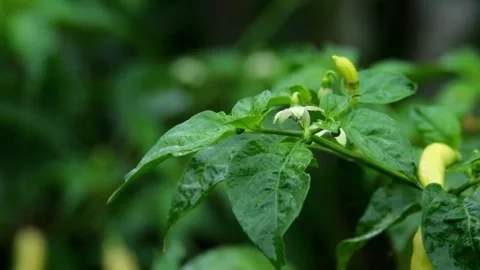Chili plants during the rain Stock Footage 321861605