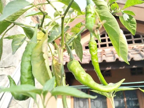 Chili plants Stock Photos