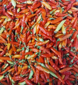 Chili red Stock Photos