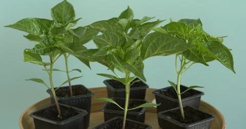 Chili seedlings in plastic pots. Stock Footage 319289251