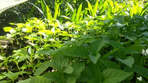 Chili seeds are starting Stock Footage 273231027