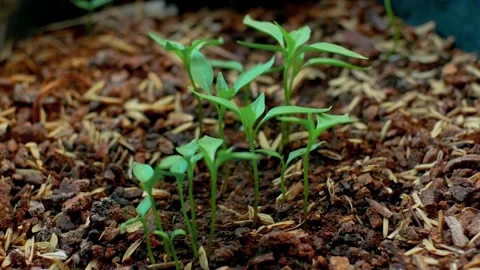 Chili Seeds 動画素材 251879988