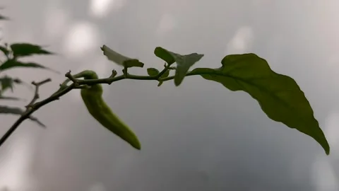 Chili in the Shade Stock Footage 332571478