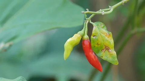Chili shaking in the garden Stock Footage 84919696