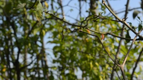 Chili tree branch Video stock 195412840