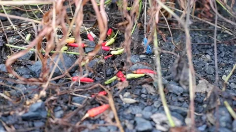 Chili tree that is dry because it died Video stock 235821368
