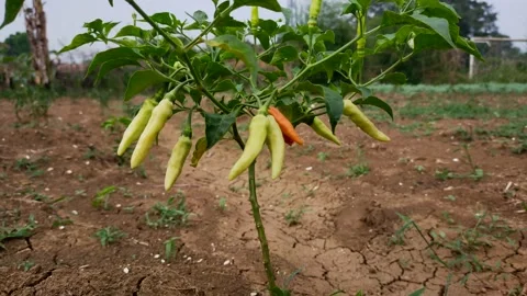 Chili tree Stock Footage 215748178