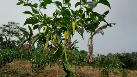 Chili tree Stock Footage 215748245