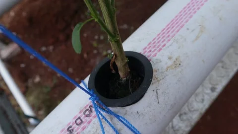 Chili tree Stock Footage 225629061