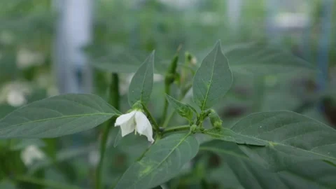 Chili tree Stock Footage 225629268