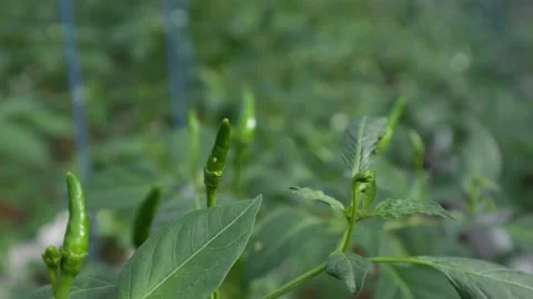 Chili tree Stock Footage 225629273