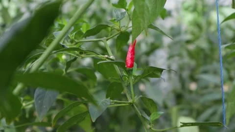 Chili tree Stock Footage 225629614