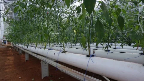 Chili tree Stock Footage 225629615