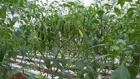 Chili tree Stock Footage 225629625