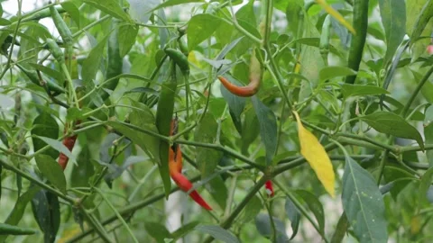 Chili tree Stock Footage 225629756
