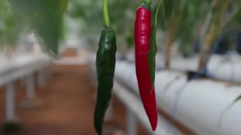 Chili tree Stock Footage 225629856