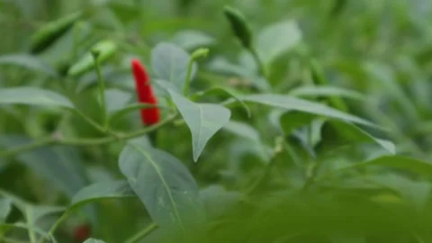 Chili tree Stock Footage 225629861