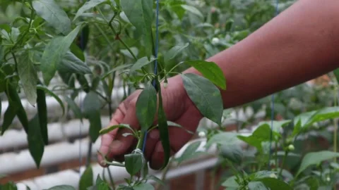 Chili tree Stock Footage 225629999