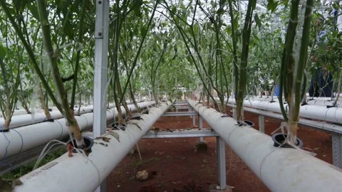 Chili tree Stock Footage 225630039