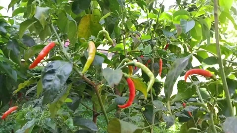 Chili tree Stock Footage 308298505