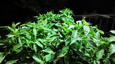 Chili tree Stock Footage 327557315