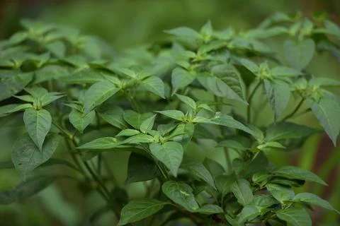 Chili tree that has not yet fruited 写真素材