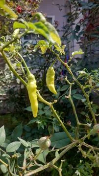Chili Tree Image 스톡 사진