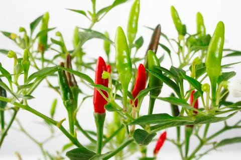 Chili on a tree Stock Photos