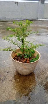 Chili tree Stock Photos